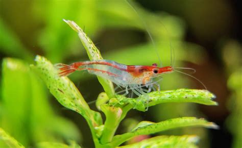19 Aquarium Shrimp Types For Your Home Tank Set Up