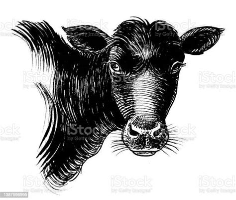 Cows Head Stock Illustration Download Image Now Animal Animal Body