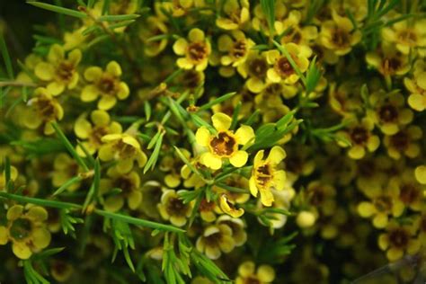 Yellow Waxflower Wholesale Florist Curly Willow Allium Fresh Cut