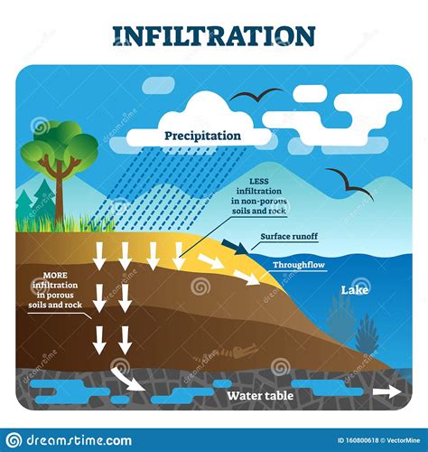 Como A Infiltração No Solo Limpa A Agua Da Chuva