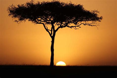Image Of Acacia Tree At Sunset In The African Savanna FREE PHOTO
