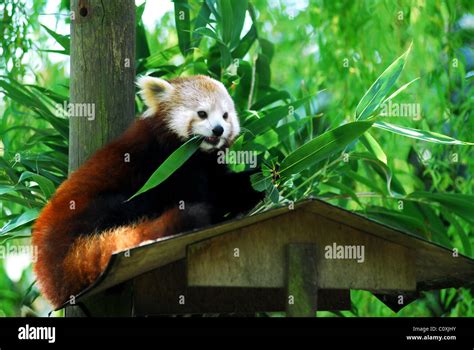 Red Panda Ailurus Fulgens Eating A Bamboo Leaf Stock Photo Alamy