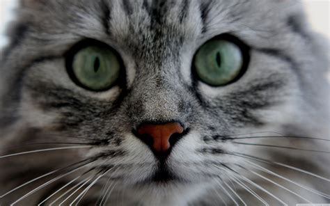 Cat Close Up Photo Wallpaper 3840x2400 12047