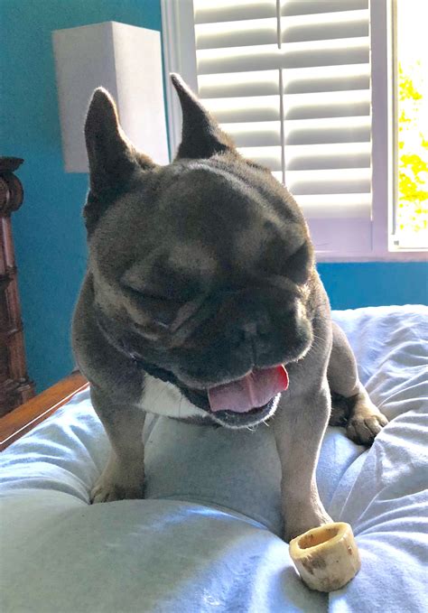 Picking out a name for your french bulldog can be a challenging process. Wake up party dog!!! Rex the French Bulldog | French ...