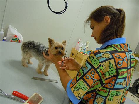 Your local dog groomer is as close as your neighborhood petsmart! Basics of worry-free pet boarding at Disney's newly-opened ...