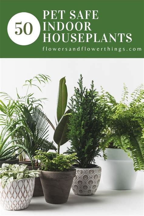 Maybe you would like to learn more about one of these? 50 Pet Safe Indoor Houseplants | Flowersandflowerthings ...