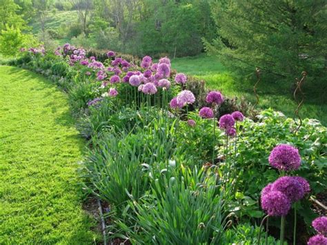 This will allow you to optimize your space, but also find which plants need special help, can be good or bad for surrounding plants, or will even just be more pleasing to the eye. Allium Purple Globes - EverGreen Landscape Associates ...
