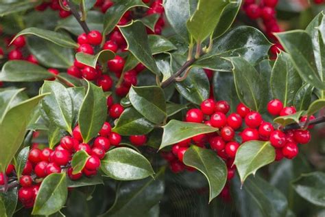 When Should You Prune Your Holly Bush Holly Bush Holly Tree Holly Plant