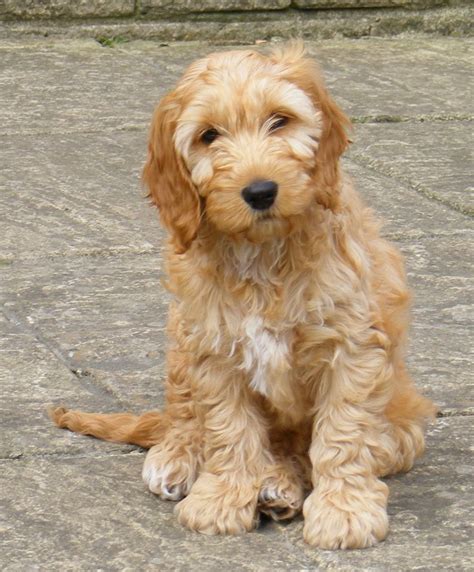 Check spelling or type a new query. Cockapoo | Cockapoo puppies, Cockapoo dog, Cockapoo ...