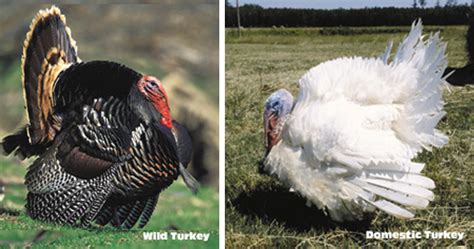 Wild Turkeys Vs Domestic Bowhuntingnet