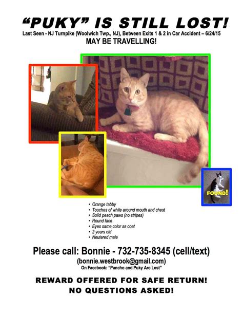 Lost Cat Gloucester Township Nj Patch