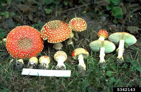 Fly Agaric