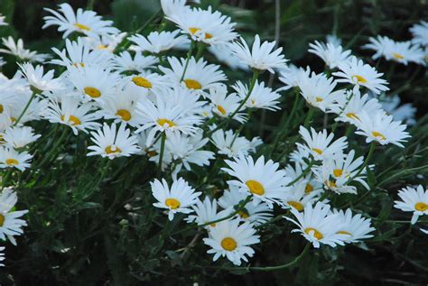 Es una planta herbácea perenne nativa de europa y el norte de áfrica. Fotos de flores: MARGARITAS DE VARIOS COLORES