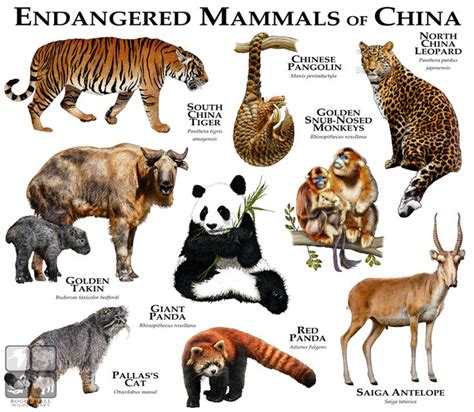 Types Of Animals Mammals Pets Lovers