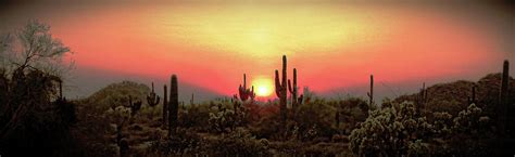 A Sonoran Desert Christmas Photograph By David Ross Fine Art America