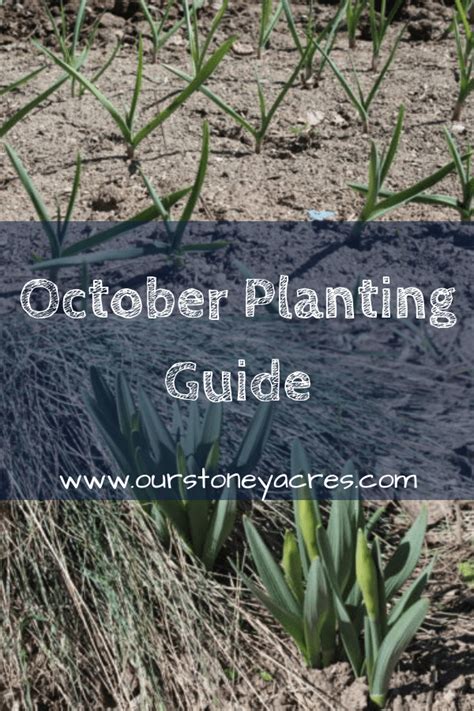 October Planting Guide - 6 crops you SHOULD plant in October - Our