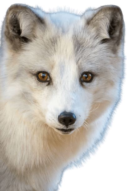 Best 30 Arctic Fox Png Clipart Logo And Hd Background