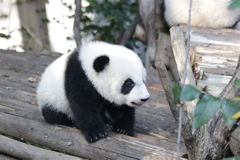 Panda Giant Facts Tutorial Pics