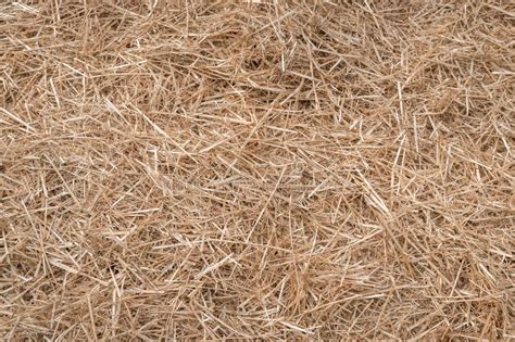 Hay Or Straw Grass After Harvest At Country Farm Field Stock Image