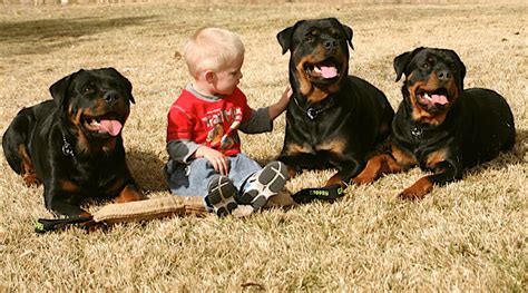 If you are interested in adopting a dog or just want more information, contact me at the listed what is the difference between adopting a dog, adopting a cat, adopting a kitten or adopting a puppy versus getting dogs for sale, cats for sale, puppies for sale or. Rottweiler Breeders in California
