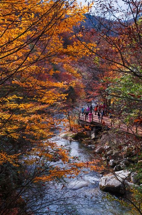 Stream In Golden Fall Forest Stock Image Image Of Guangwu Colours