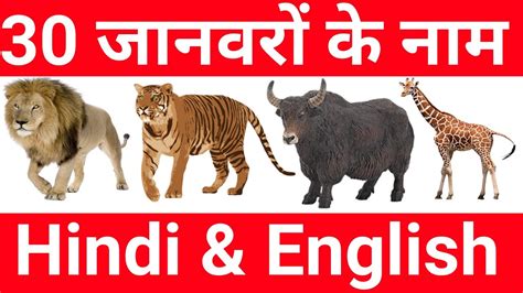 Animals Name In Hindiwild Animals Name Hindianimal Soundsanimals