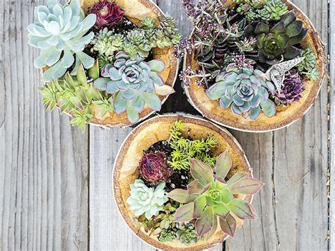 The watering of christmas cactuses needs to be well scheduled. 8 Foolproof Ways to Keep Your Succulents Alive - Sunset ...