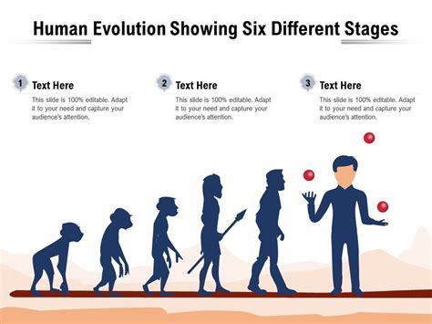Different Stages Of Human Evolution