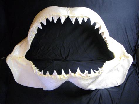 Great White Shark Teeth Jaws Taxidermy