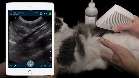 How To Perform Fast Ultrasound Of Cat Abdomen Dr Soren Boysen