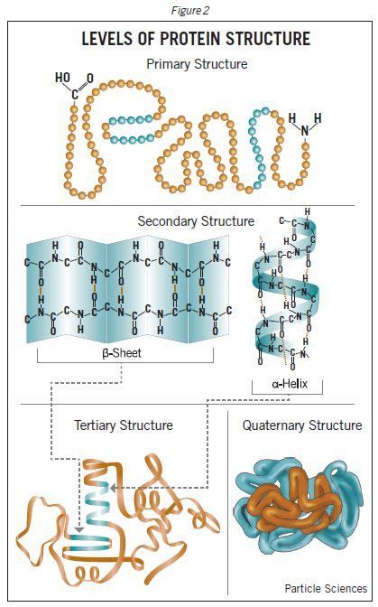 Fajarv Protein Structure Primary Secondary Tertiary Quaternary Animation