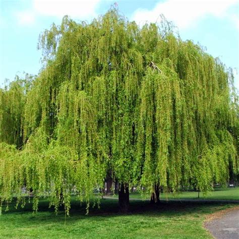 Check spelling or type a new query. Salix babylonica WEEPING WILLOW - Trees.lk