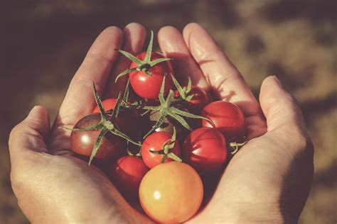 Dlaczego warto jeść pomidory? Właściwości zdrowotne i składniki ...