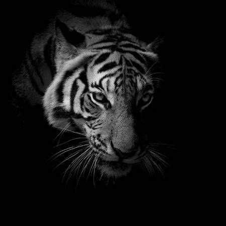 Mooie zwart wit achtergronden, leuke zwart wit wallpapers in alle soorten en maten. Zwart-wit close-up gezicht tijger geïsoleerd op zwarte ...