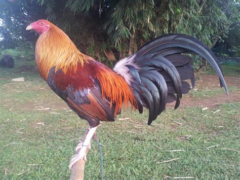 Lun gilmore acquired his birds direct from sanford hatch and mike kearny. Game Fowl | Game fowl, Backyard birds, Game birds