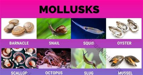 Mollusks: Interesting List of 16 Commonly Found Marine Mollusca Animals