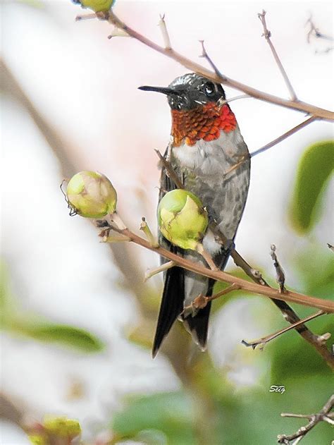 Trumpet vine is hummingbird favorite plant, the red orange 2 to 3 inch, trumpet shaped flowers, bloom in july with long, slender bill in warm climates, trumpet vines can be invasive, but they are useful if. Gardening column: Hummingbirds and beneficial insects ...