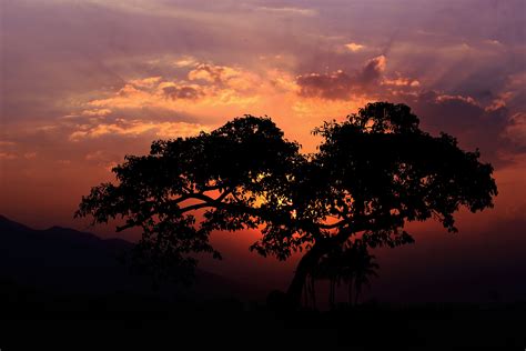 1920x1080 Wallpaper Silhouette Of Tree Peakpx