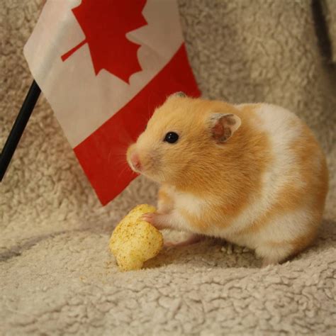 The Syrian Hamster Is Just One Of The Most Charming Small Pets That
