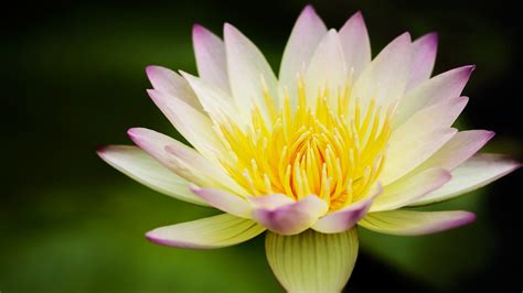 Lotus Flower Wallpapers Images Photos Pictures Backgrounds