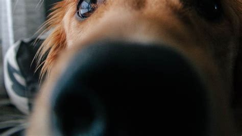 Estudio Afirma Que Los Perros Lloran Al Reencontrarse Con Sus Dueños