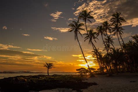 Coconut Palm Trees On The Beach During The Sunrise On Upolu Samoa