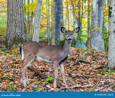 A Young Button Buck White Tail Deer In The Fall Woods In Warren County