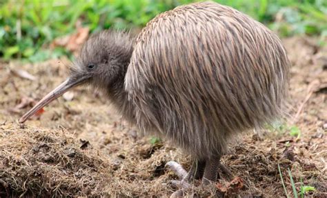 Киви – птица из Новой Зеландии, которая не летает. Описание и фото