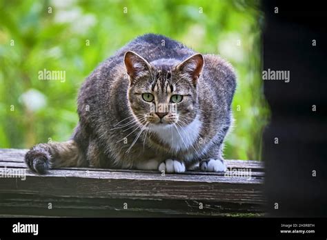 Domestic Cat Felis Catus Stock Photo Alamy
