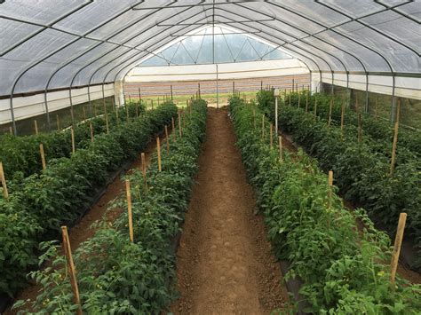 They found all pest problems and baited and were eliminated. High Tunnels Can Exclude Vegetable Pests - UF/IFAS ...