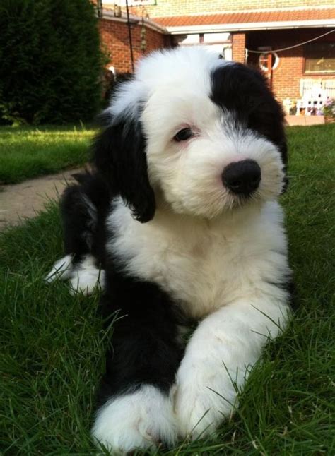 Old English Sheepdog Puppy Cute Puppies Dogs And Puppies Cute Dogs