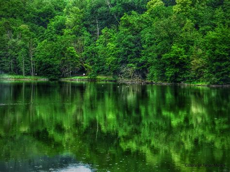 Forest Paradise ~ Colors of Targu Mures