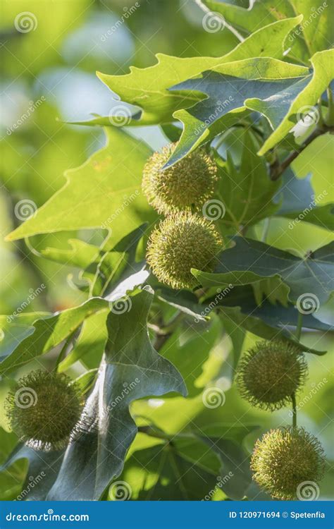 Spiky Balls Of Massed Seed On Platanus Acerifolia Tree Stock Photo