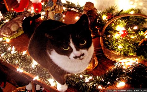 Black And White Christmas Kittens Wallpapers Wallpaper Cave